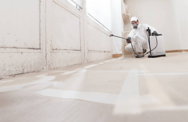 Black mold remediation team in San Antonio